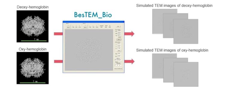 Fig.3 BesTEM_Bio determined the optimal conditions for obtaining Cry-TEM images of deoxy- and oxy-hemoglobin.